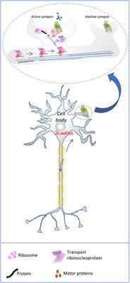 G Protein-Coupled Receptors As Regulators of Localized Translation: The Forgotten Pathway?